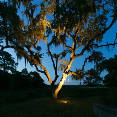 Tree Lighting Photo